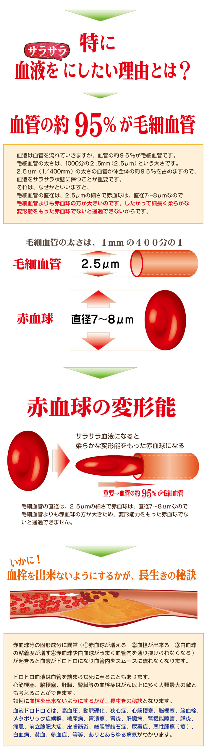赤血球の変形能　赤血球の４つの働き